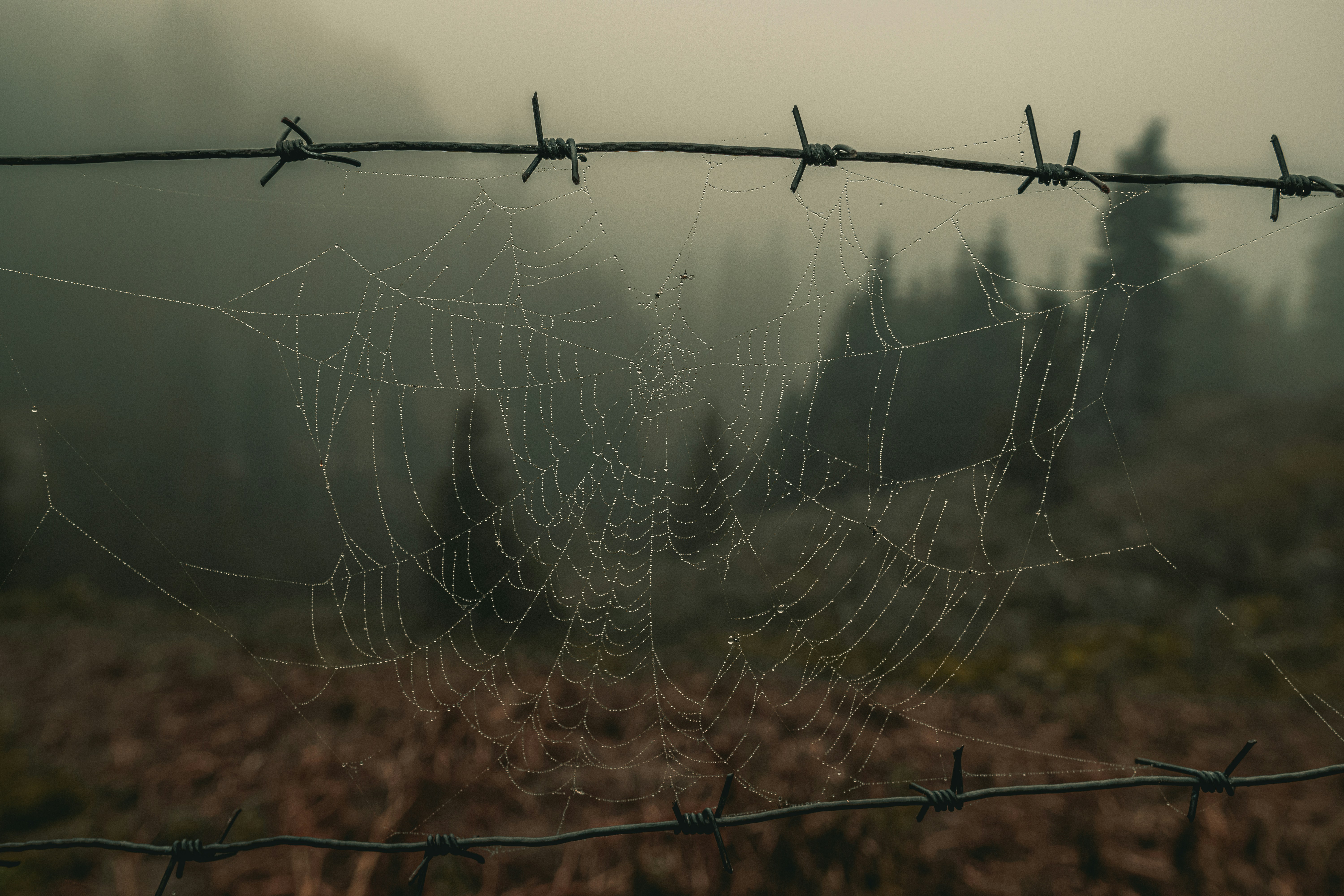 Door-to-door ride from Tbilisi to Bakhmaro