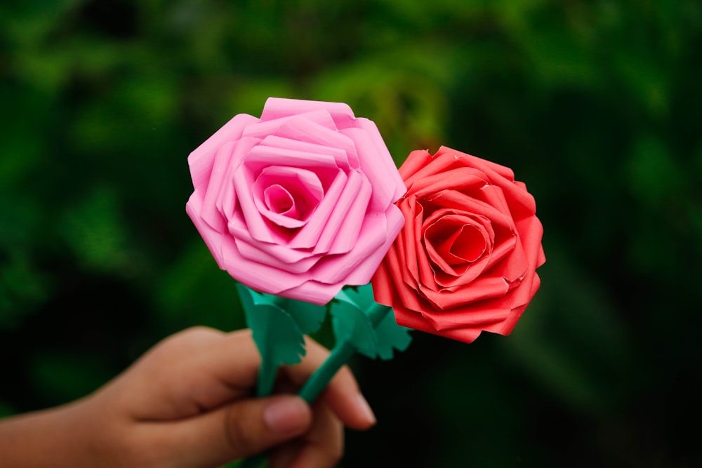 person holding pink rose flower
