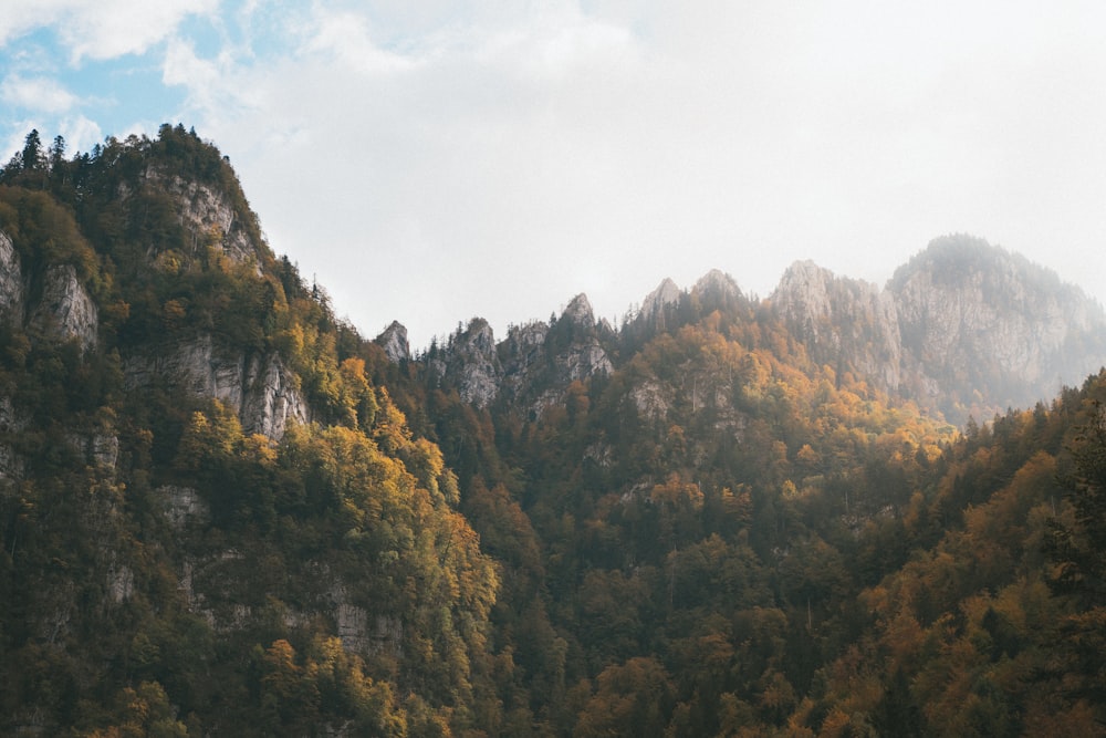 alberi verdi e marroni sotto il cielo bianco durante il giorno