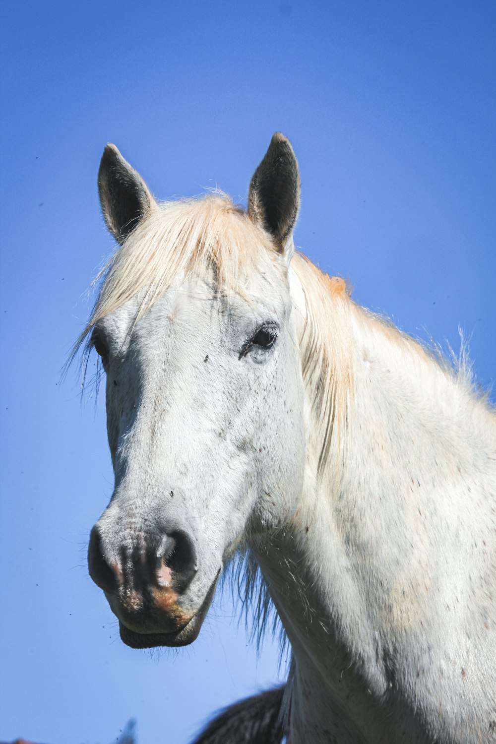 昼間の青空に白い馬