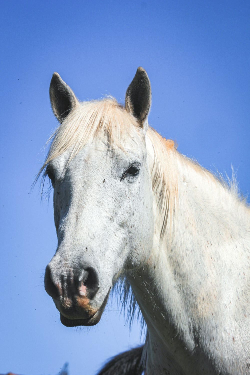 Weißes Pferd unter blauem Himmel tagsüber