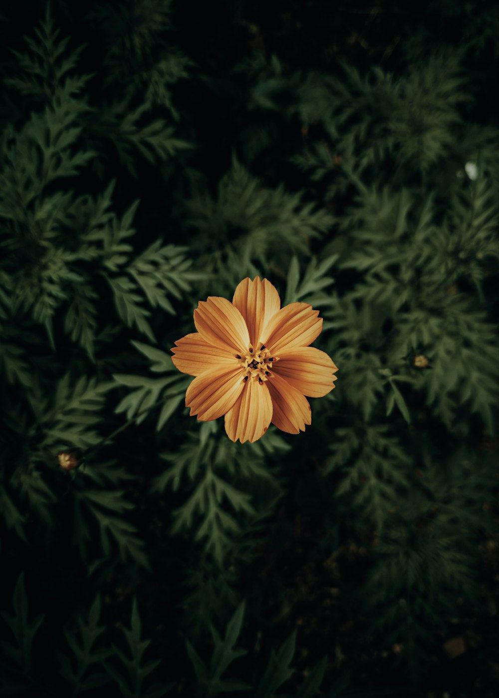 yellow flower in tilt shift lens