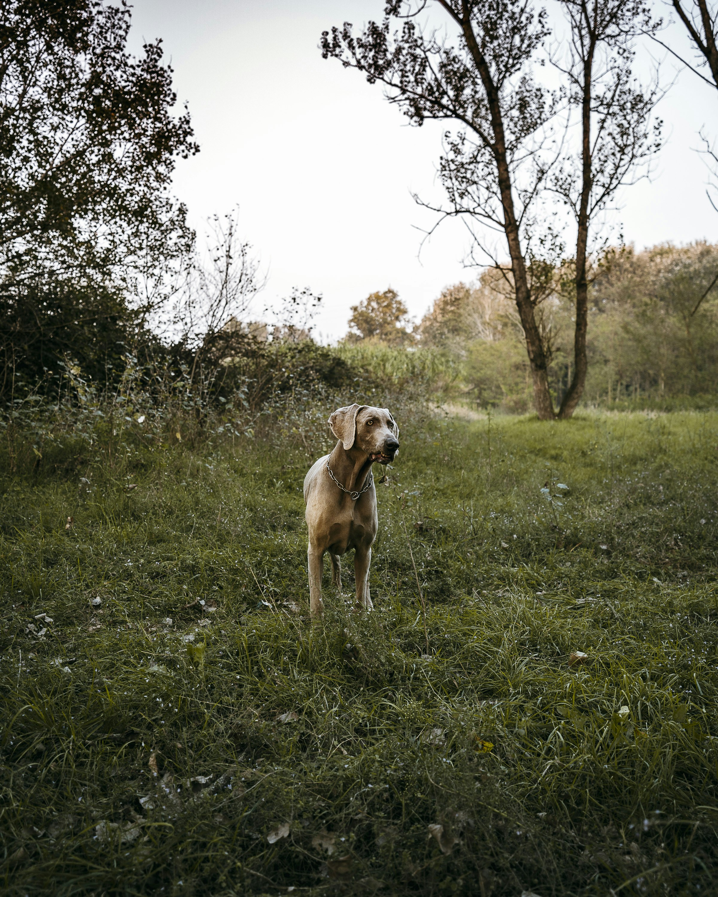 Photo by andreazanenga