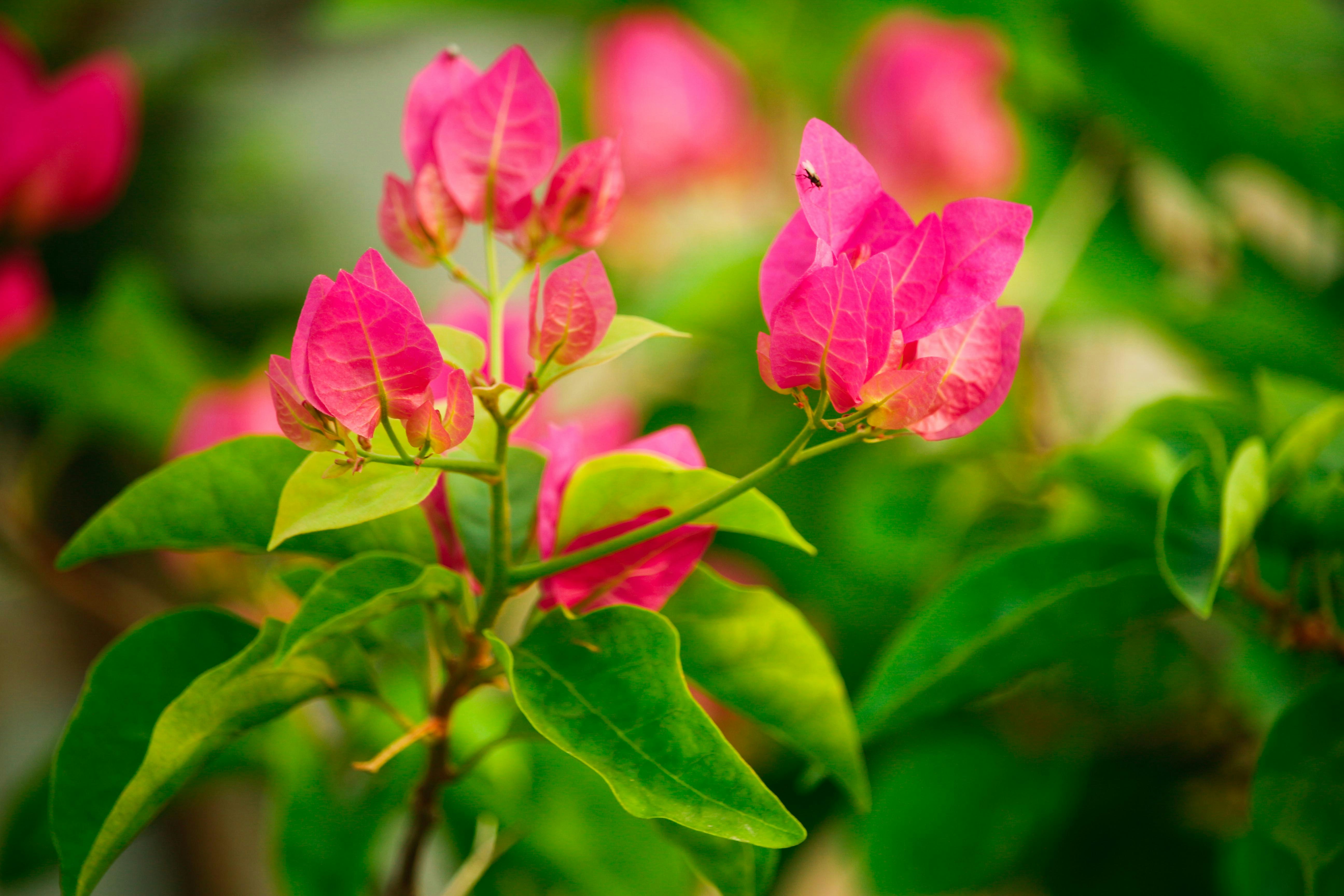 Doğa Yadigarı Çiçekler