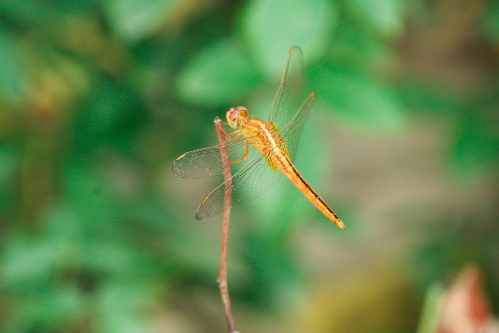 brown dragonfly perched on brown stem in tilt shift lens
