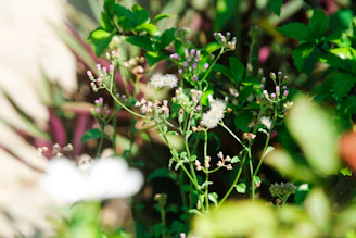 Close-up of wild edible plants growing in a sunlit meadow.