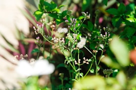 A close-up of small wildflowers, some with white, fluffy seed heads and others with small pink buds. Lush green leaves surround the flowers, while sunlight dapples the background, casting some parts in shadow and others in vibrant light.
