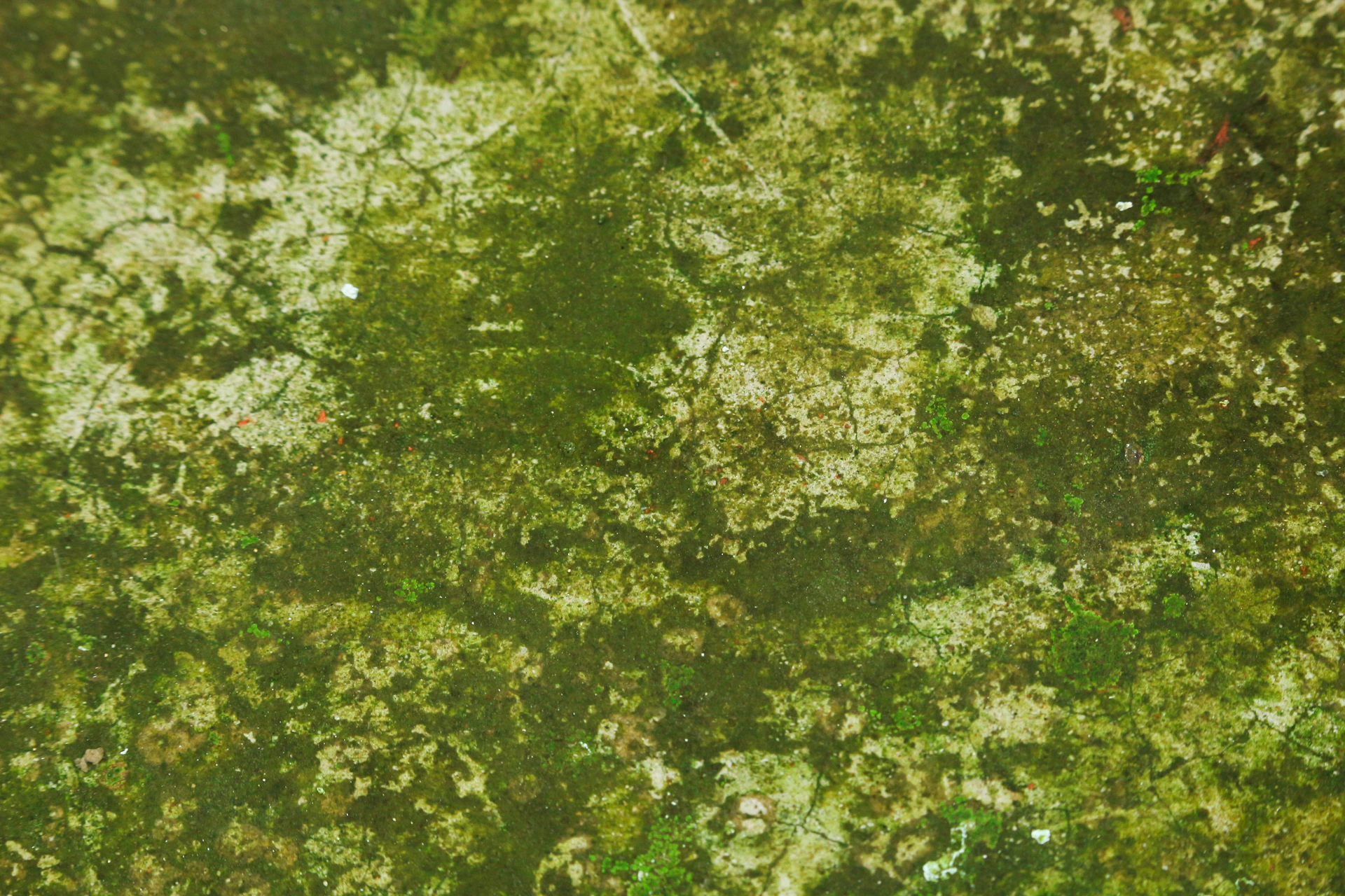green leaf tree during daytime