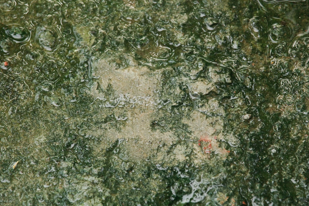 green moss on gray concrete floor
