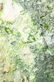 The image consists of a close-up view of a textured surface with varying shades of green and white. It appears to be a mix of organic and possibly algae-like substance with bubbles and wet areas visible across the surface.