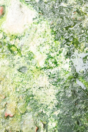 A close-up of a scummy pond surface with tiny amoebas shifting shapes.