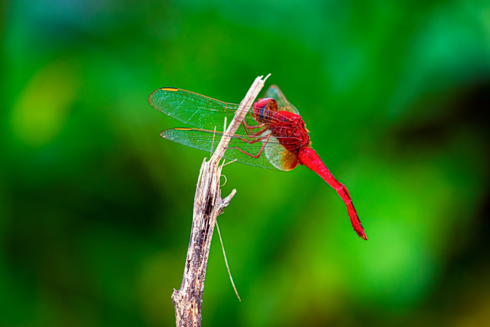 red dragonfly perched on brown stick in close up photography during daytime