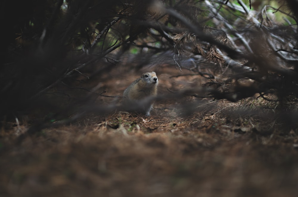 white and brown owl on brown soil