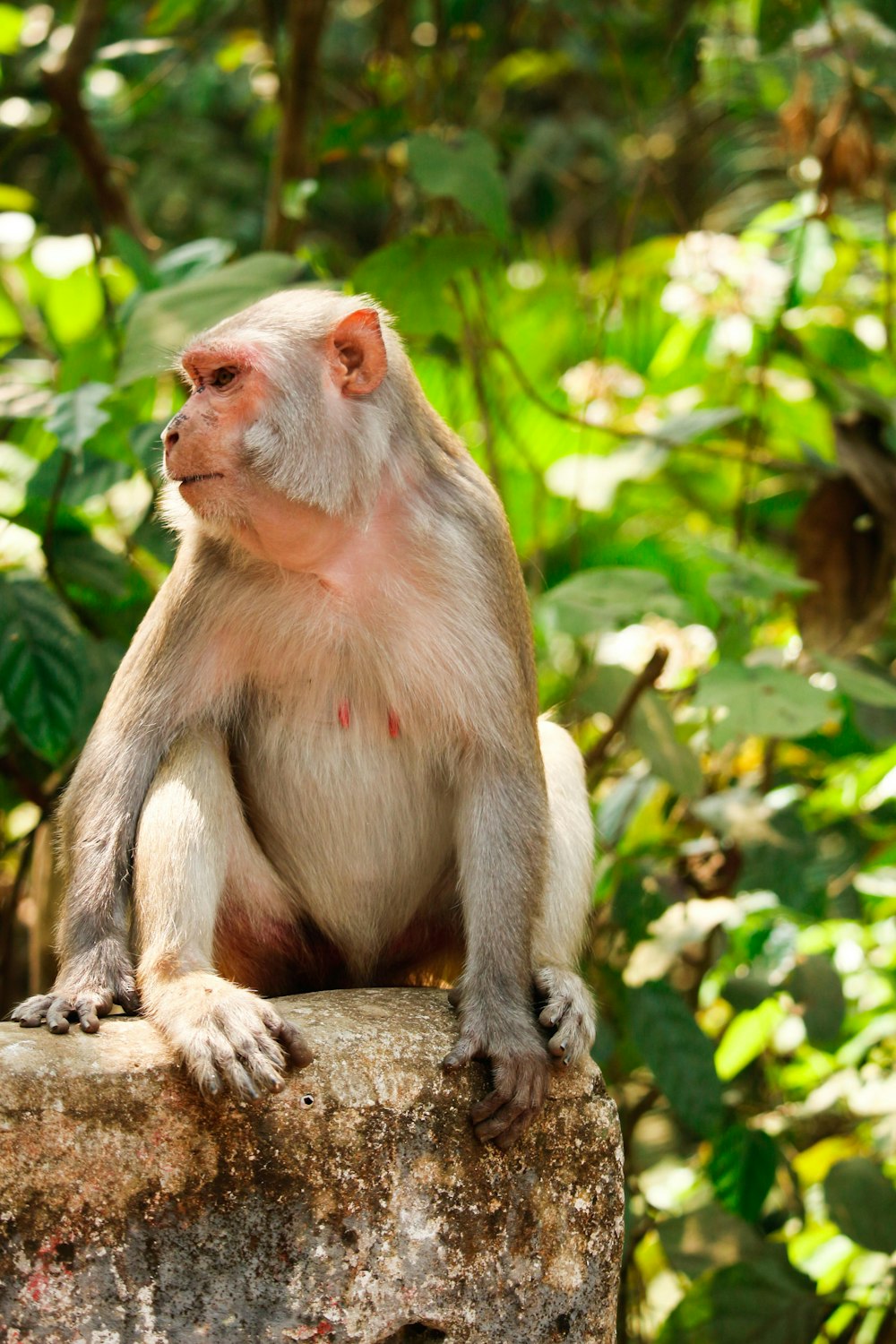 brown monkey on tree branch during daytime