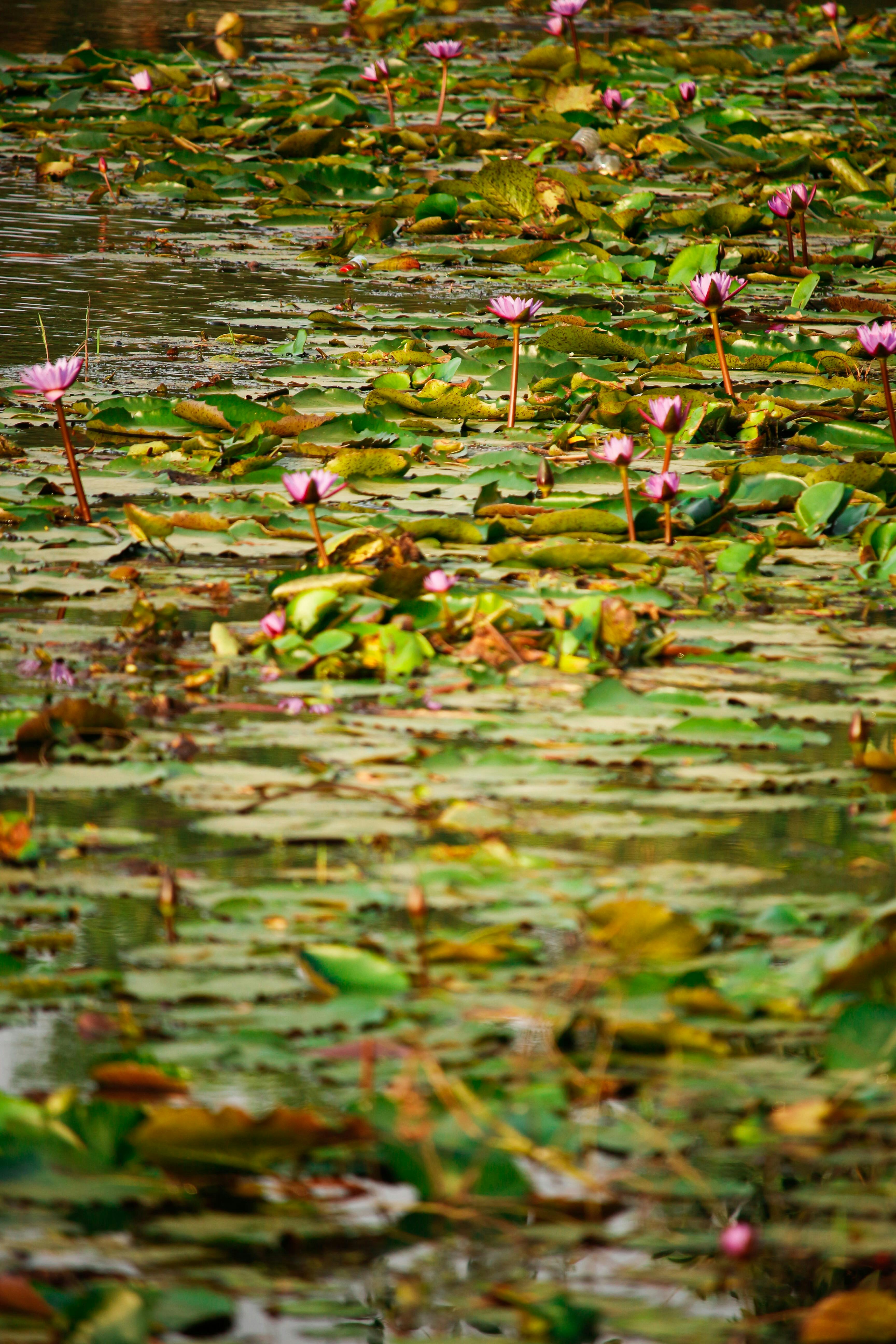 Photo by tamanna_rumee