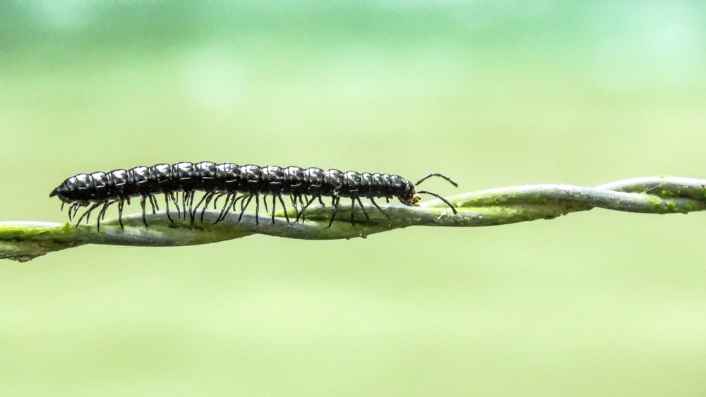 black and white caterpillar on green leaf in close up photography during daytime