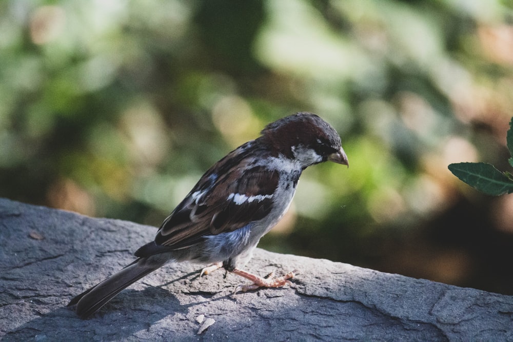 black and white bird on gray rock