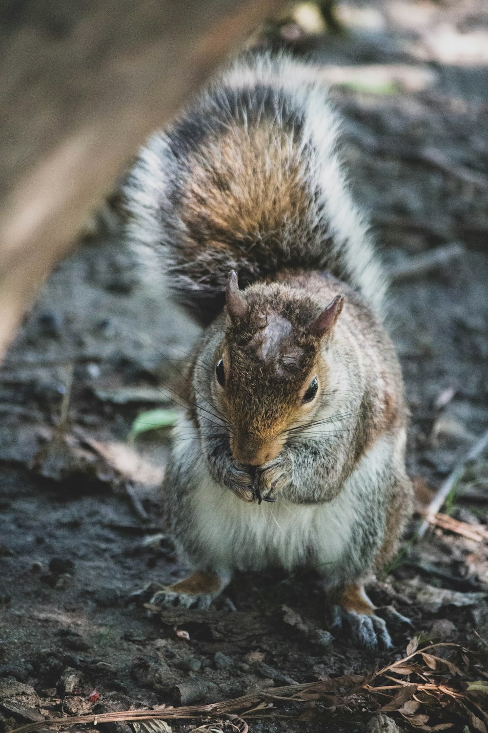 brown and white squirrel on brown tree branch during daytime