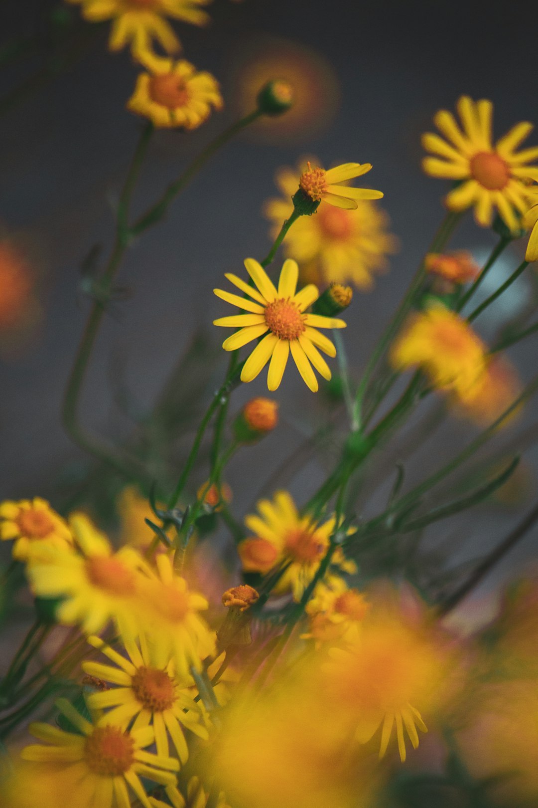 yellow flowers in tilt shift lens