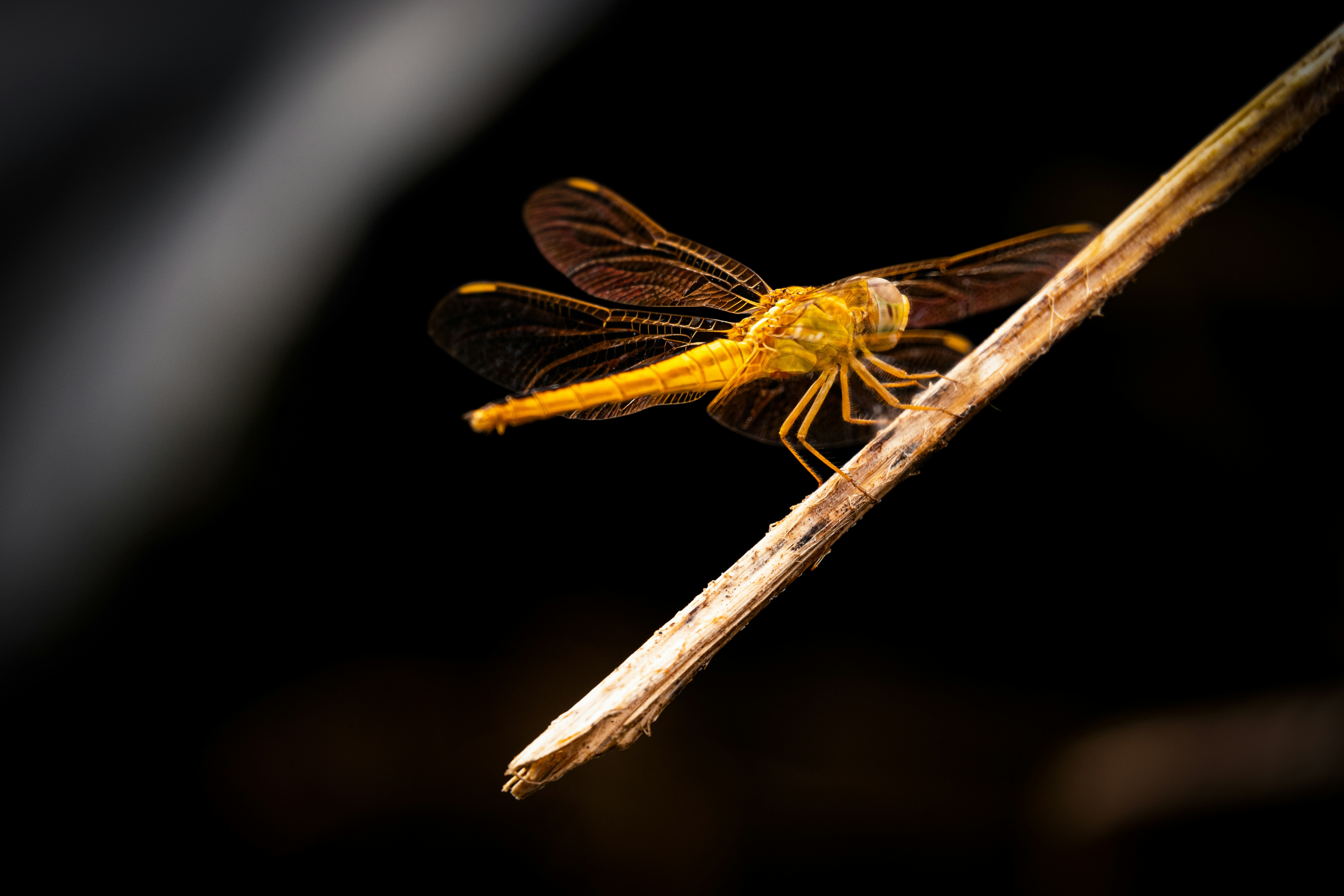 Photo by rupam118