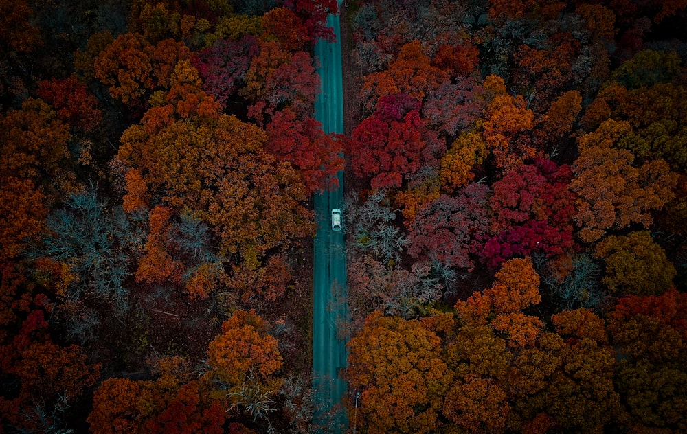 green and brown trees during daytime