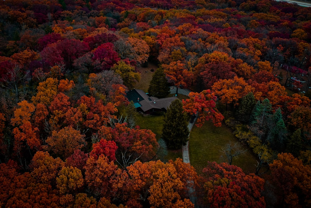 green and red trees during daytime