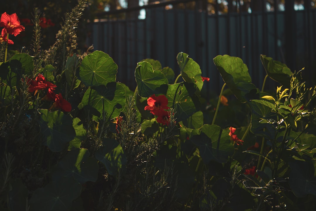 red flower with green leaves