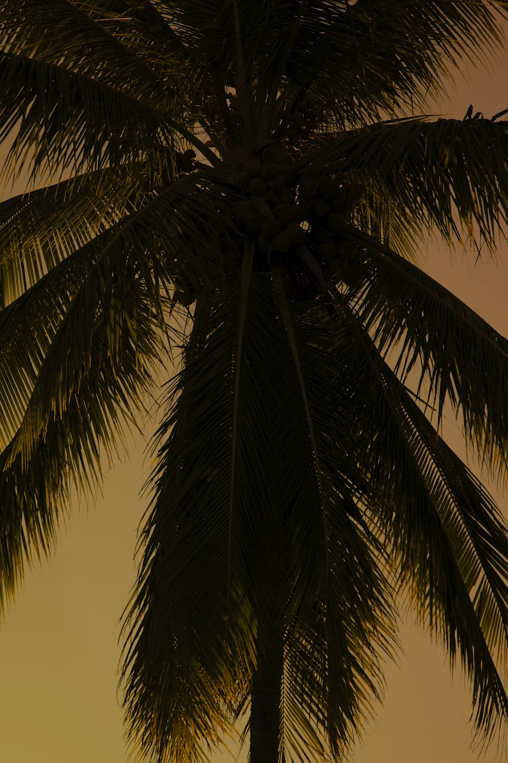 green palm tree under blue sky during daytime