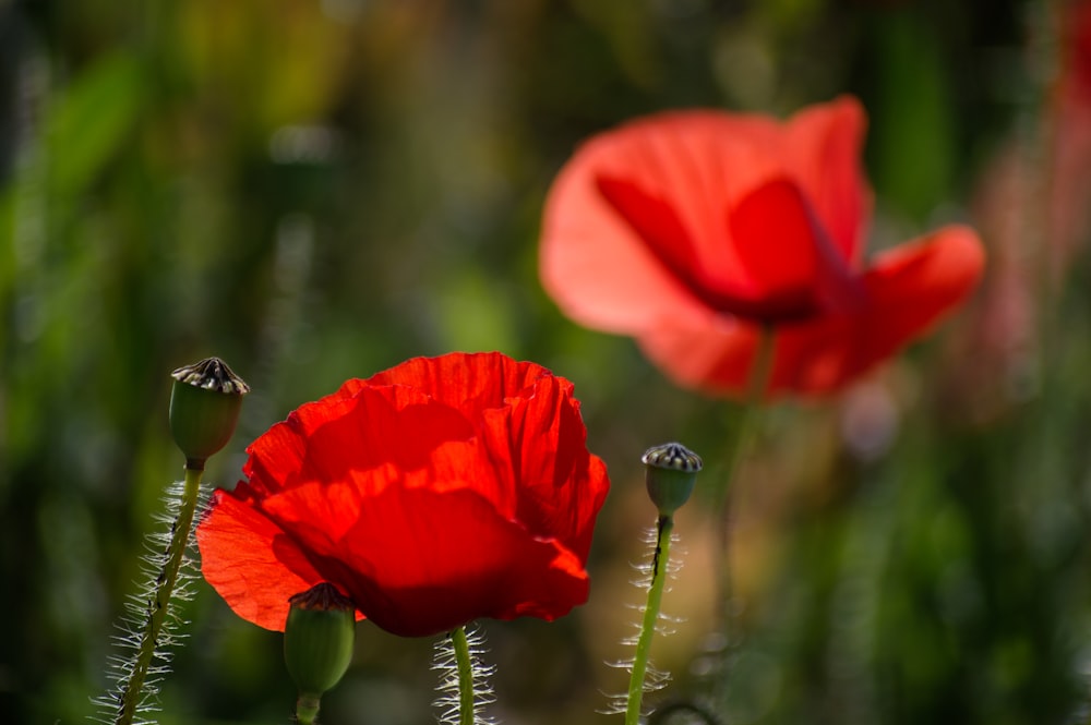 red flower in tilt shift lens