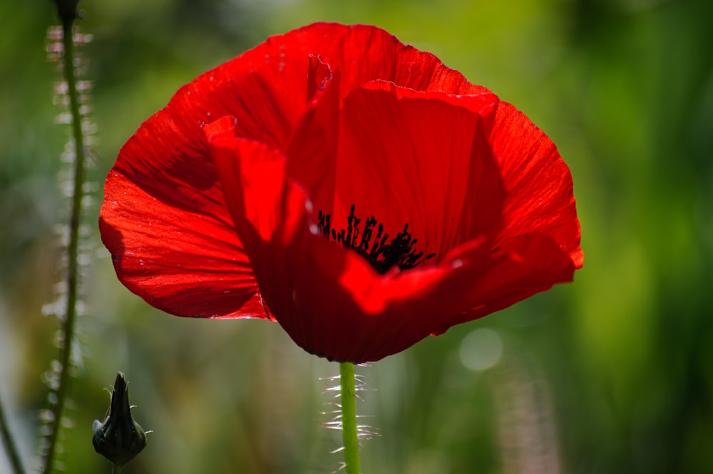 red poppy in bloom during daytime