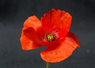 red flower with green leaves