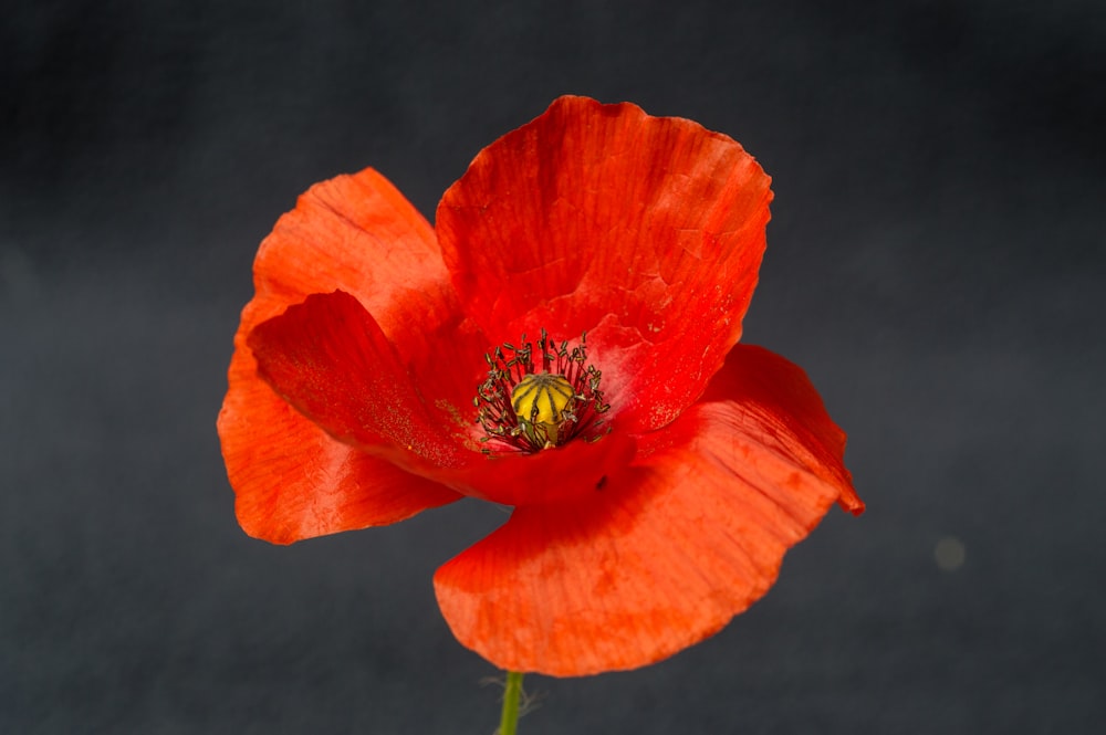 red flower with green leaves