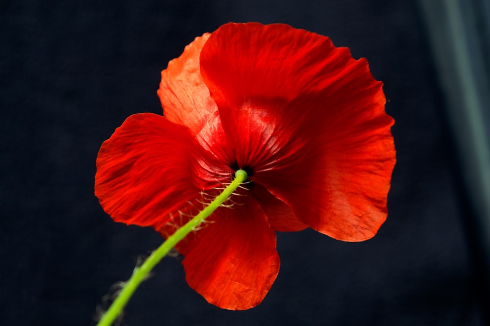 pavot rouge en fleurs pendant la journée