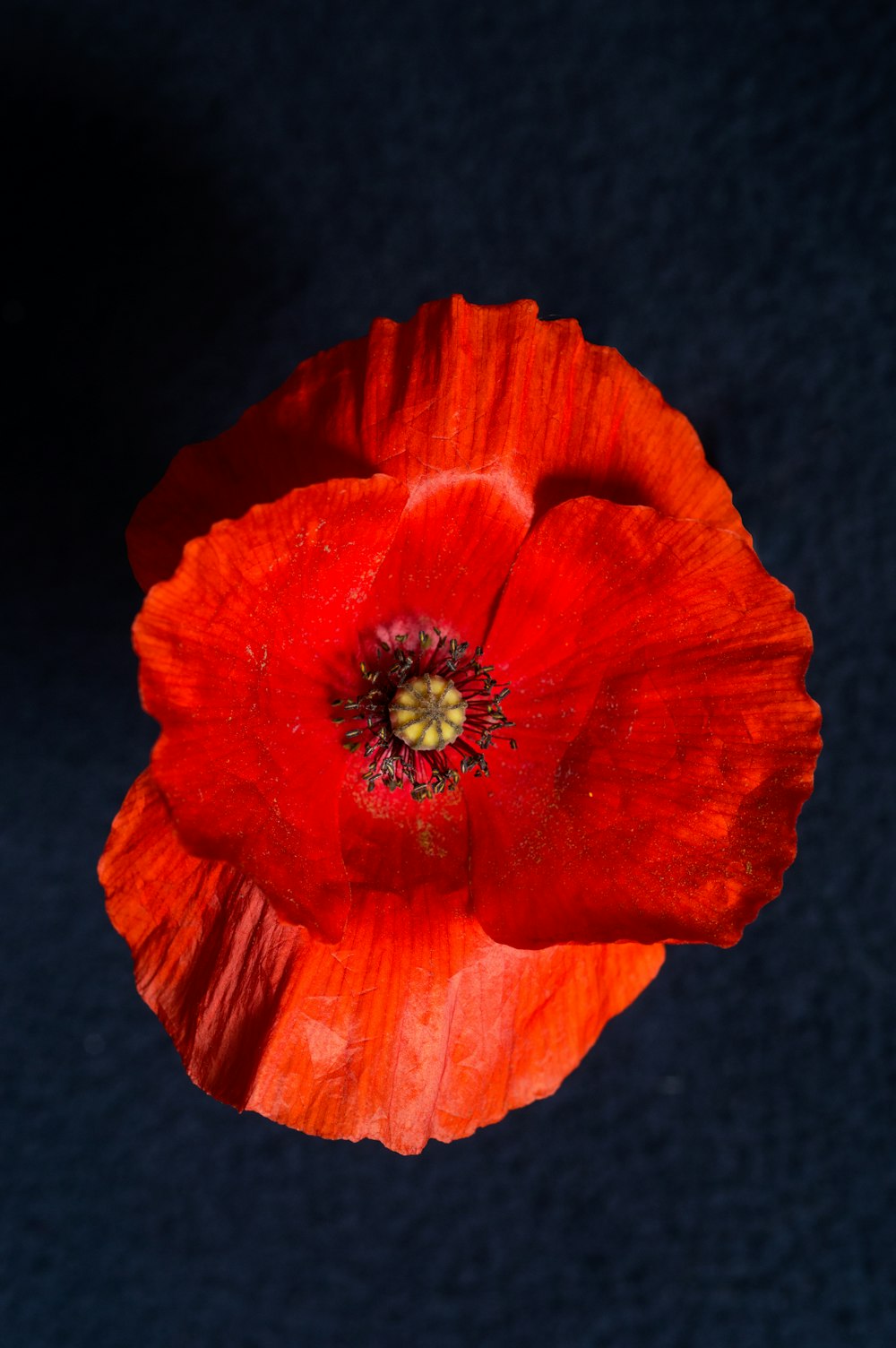 red flower with black background