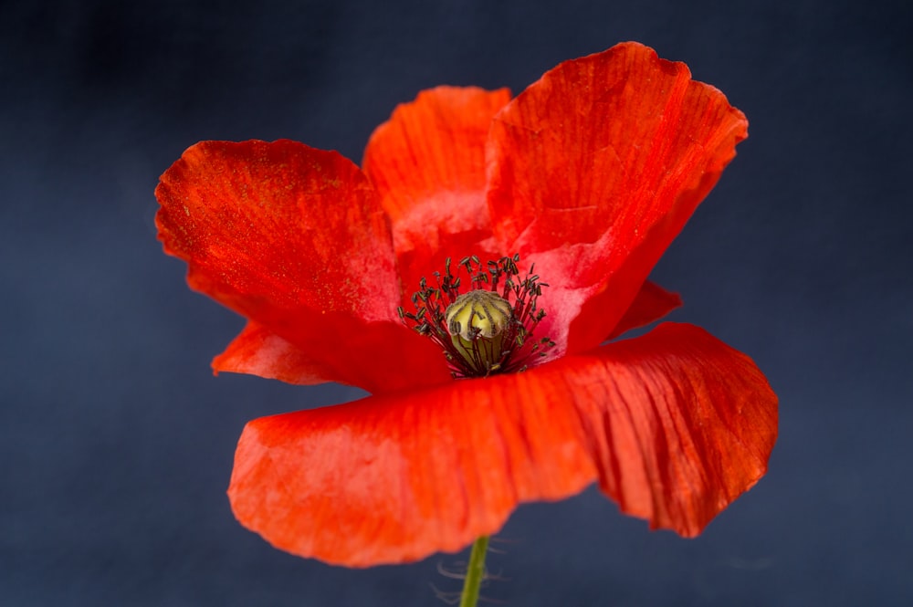 red poppy in bloom close up photo