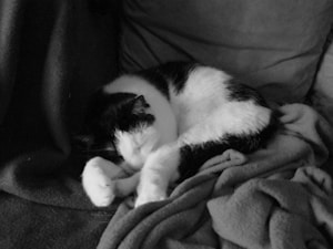 Soft Pet Blanket