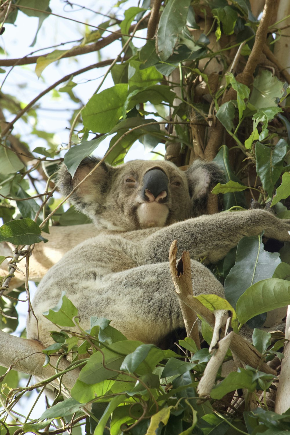 koala bear on tree during daytime