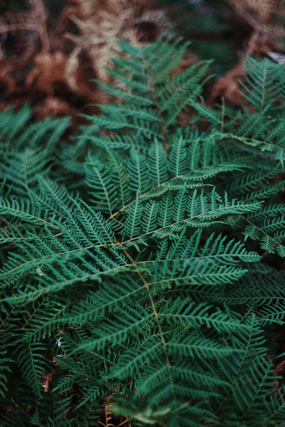 green pine tree in close up photography