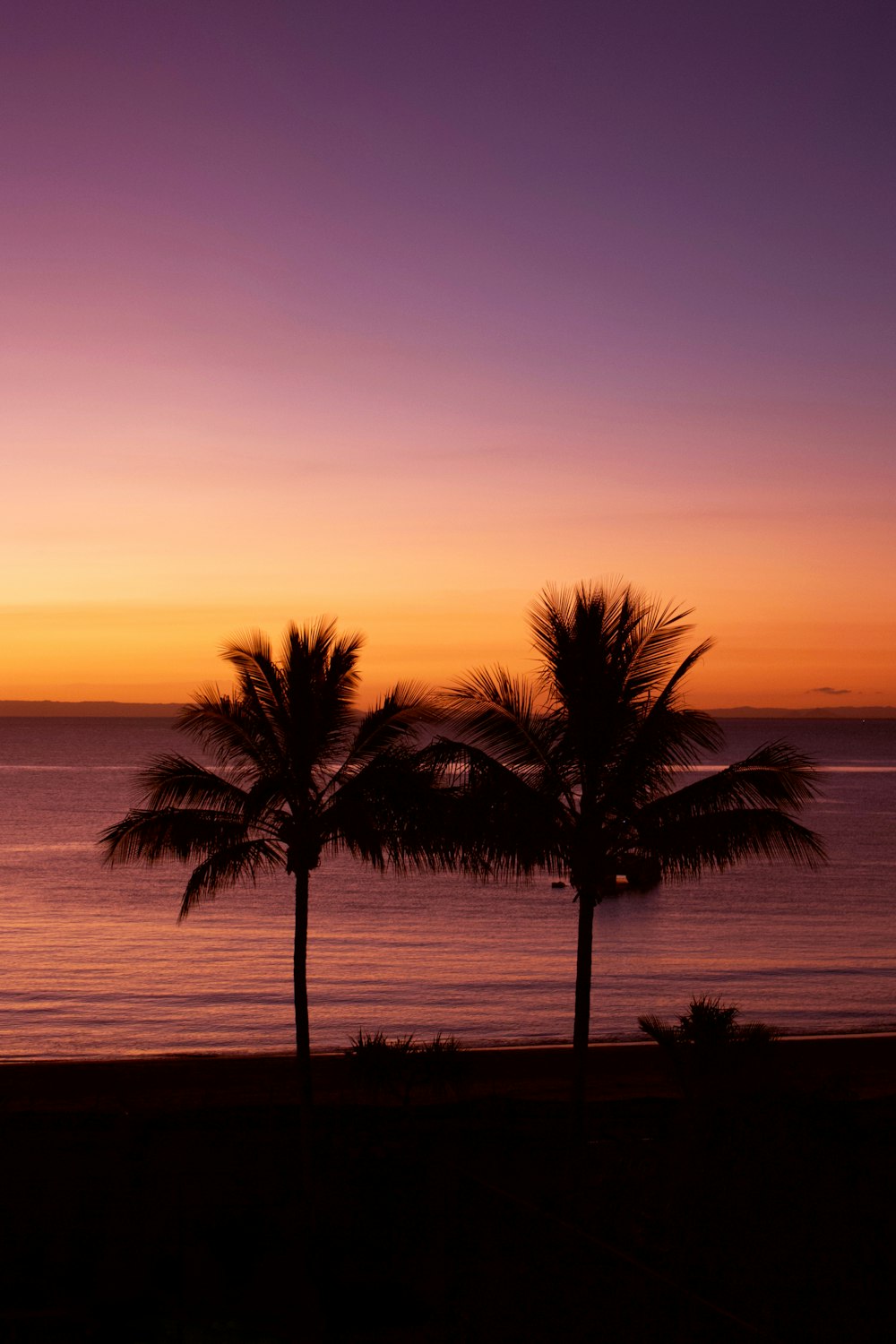 palma sulla spiaggia durante il tramonto