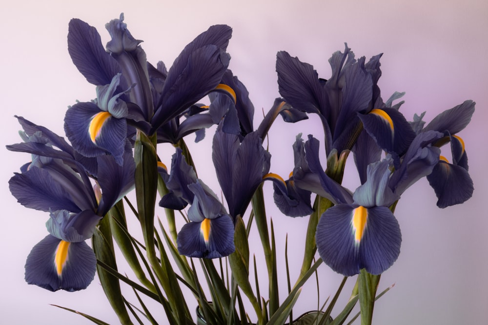 black and yellow flower buds