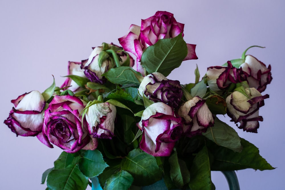 pink and white roses in bloom