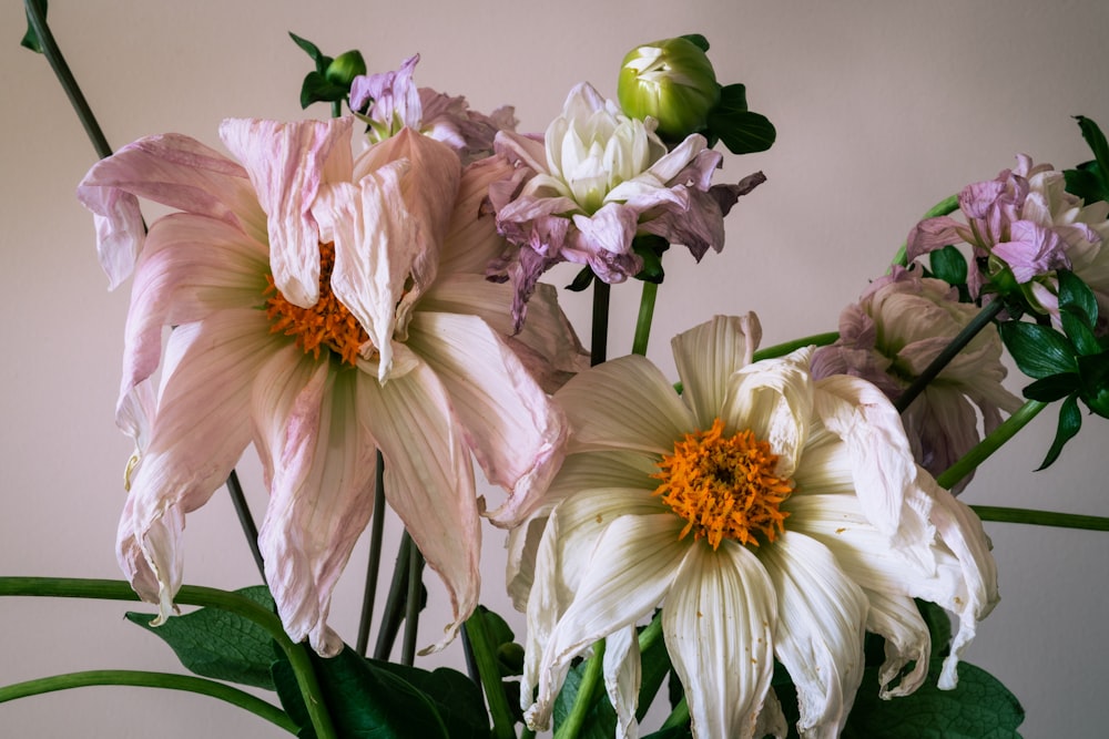 fiore bianco e viola in fotografia ravvicinata