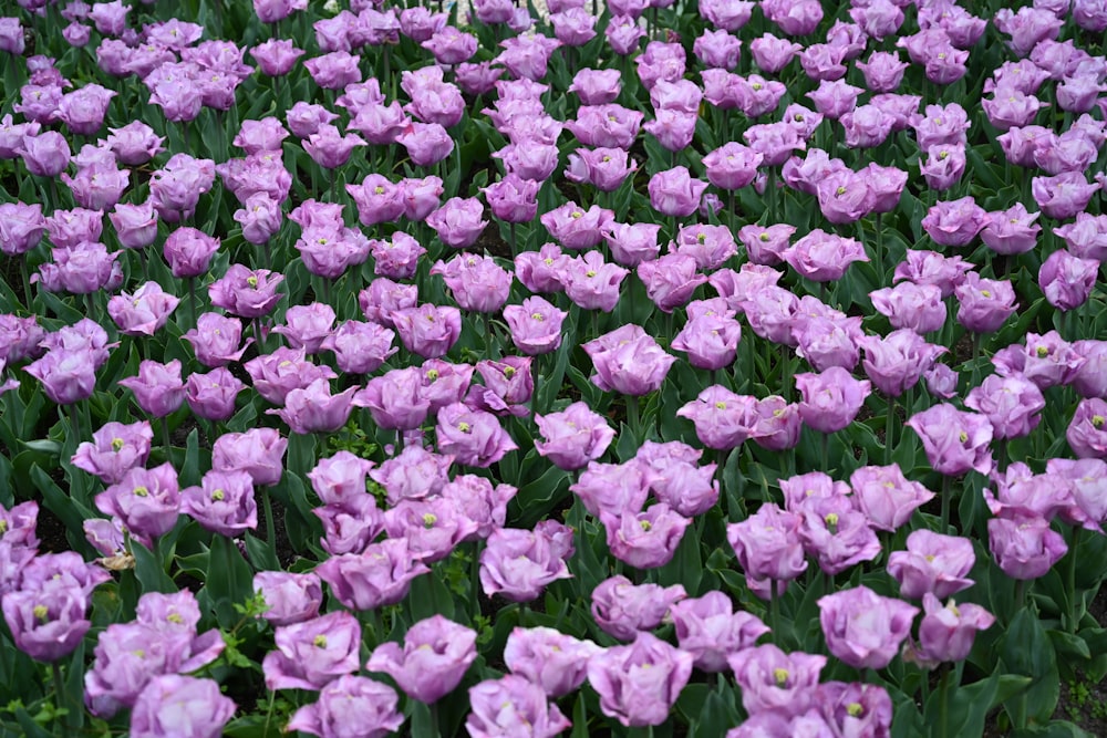 purple and white flower field
