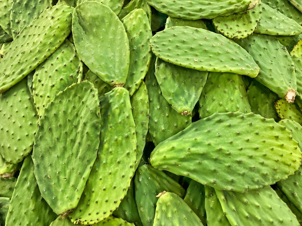 green cactus plant in close up photography