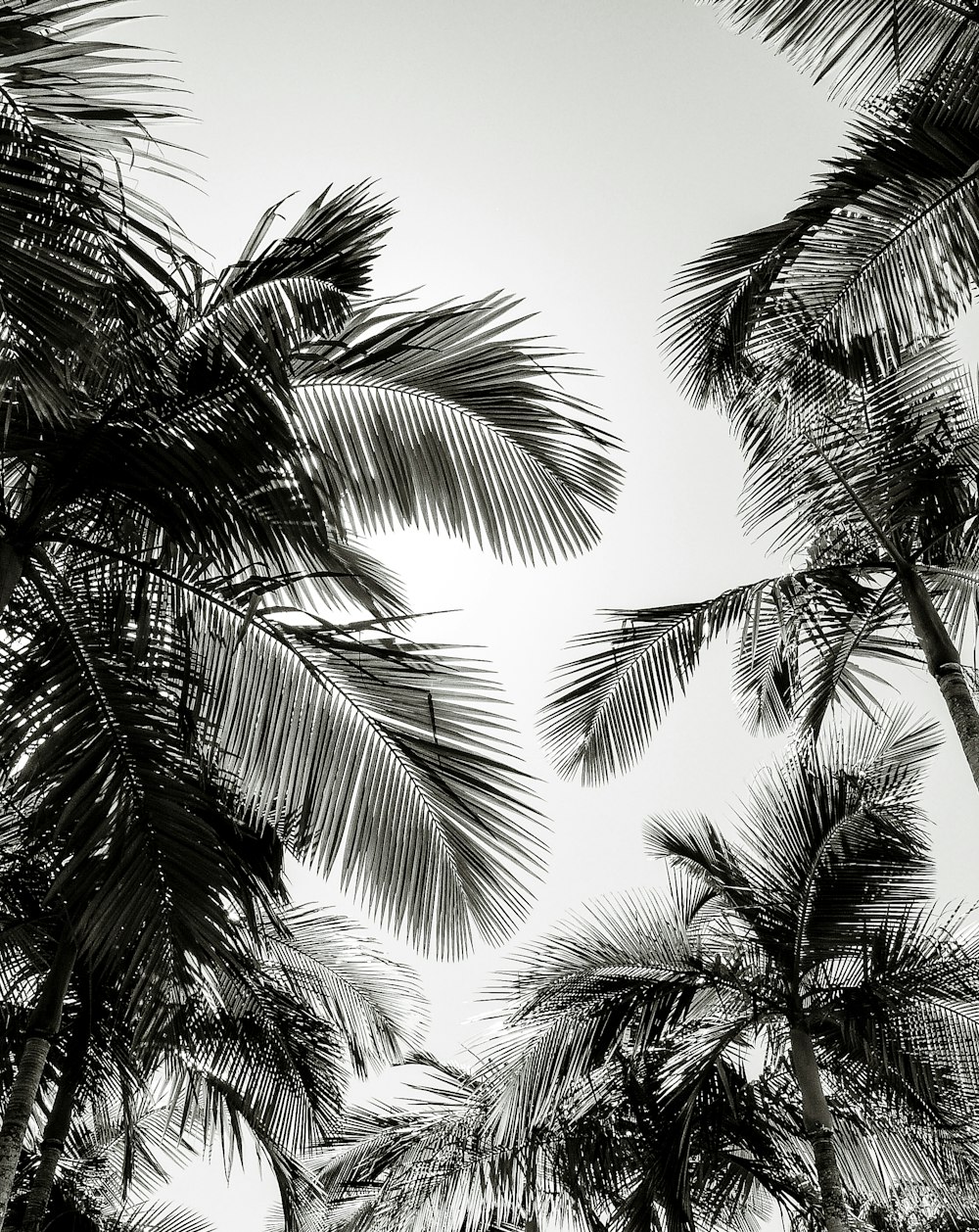 Grüne Palmen unter blauem Himmel tagsüber