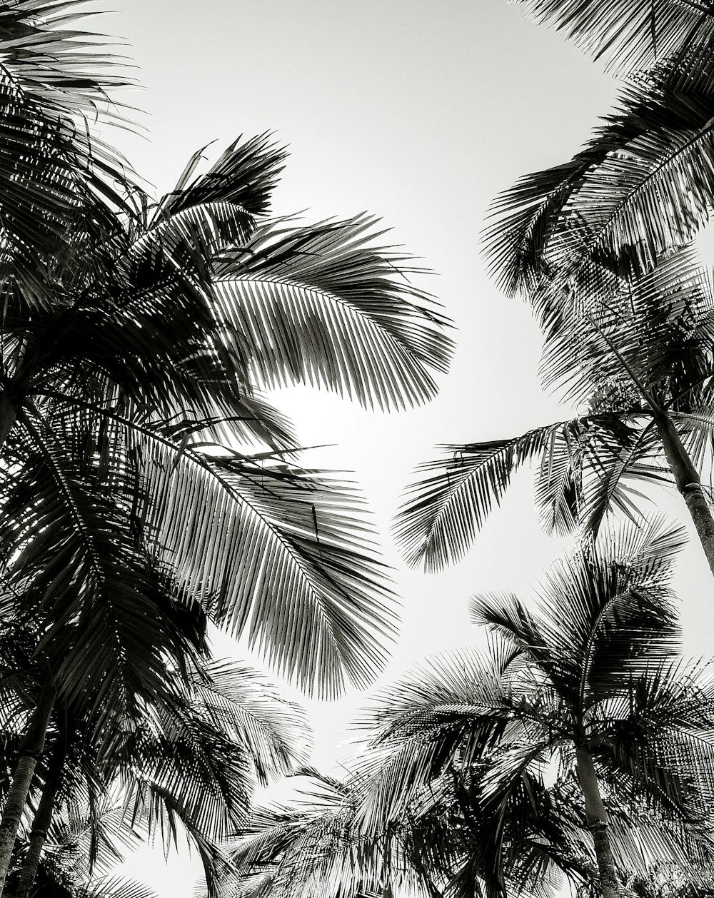 green palm trees under blue sky during daytime