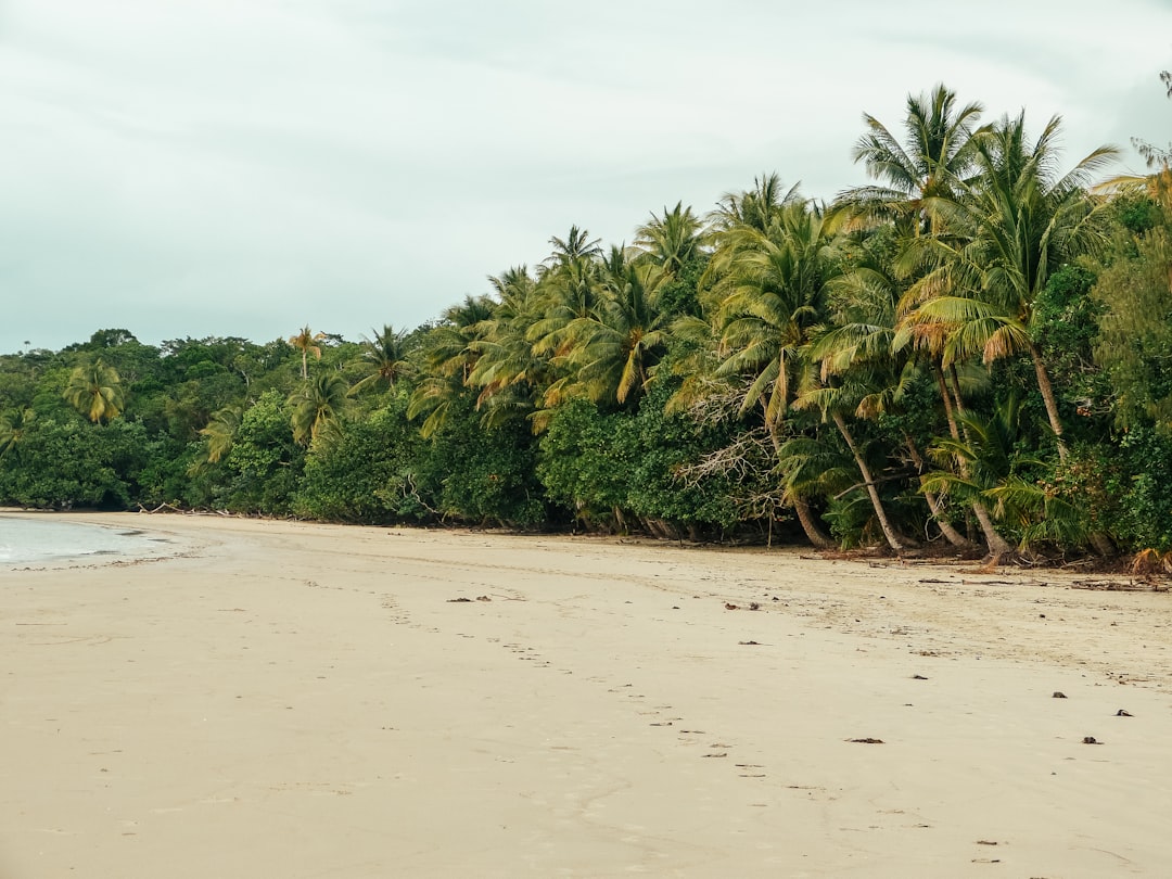 green palm trees on white sand beach during daytime