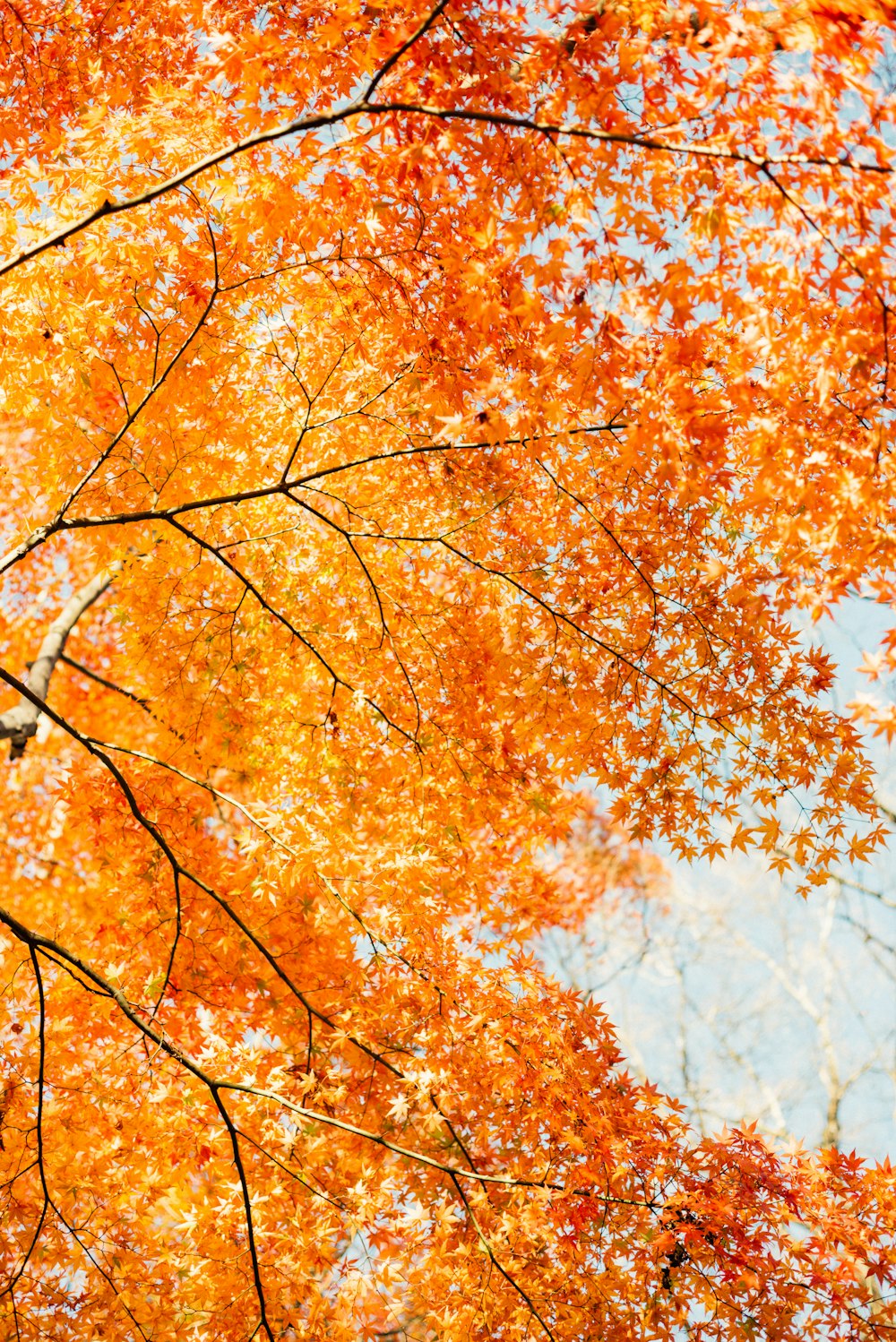 日中の茶色の葉の木