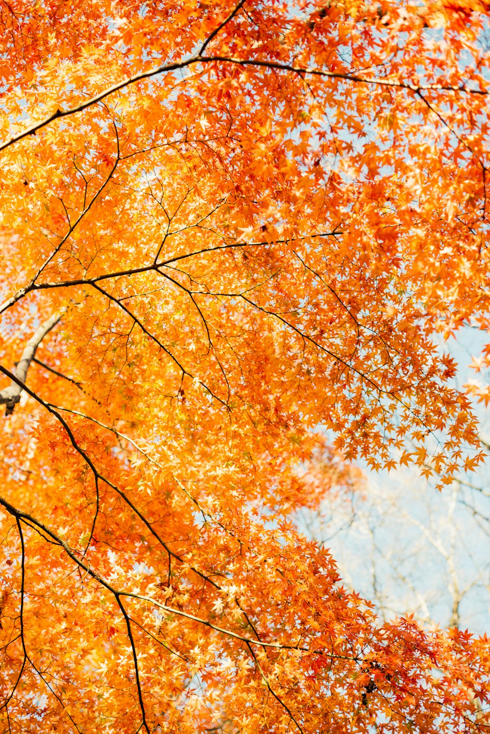 brown leaves tree during daytime