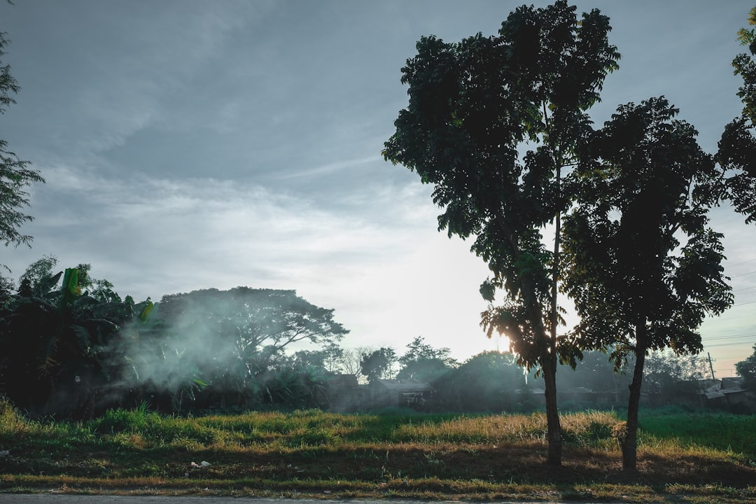 green tree on green grass field under white clouds during daytime